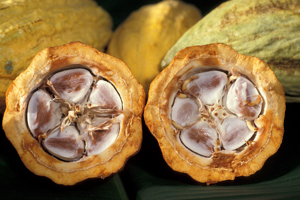 1200px-Cacao-pod-k4636-14