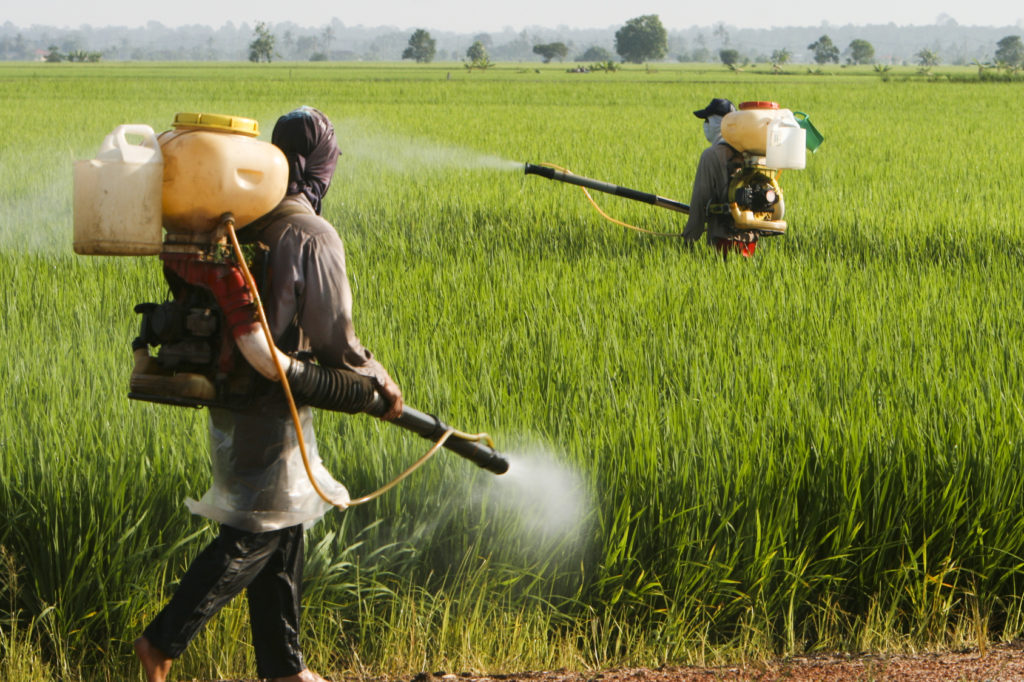 farmers working at paddy field in Sekinchan, Malaysia.