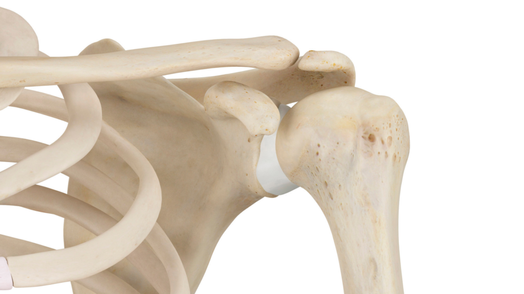 3D image of left collar bone 
