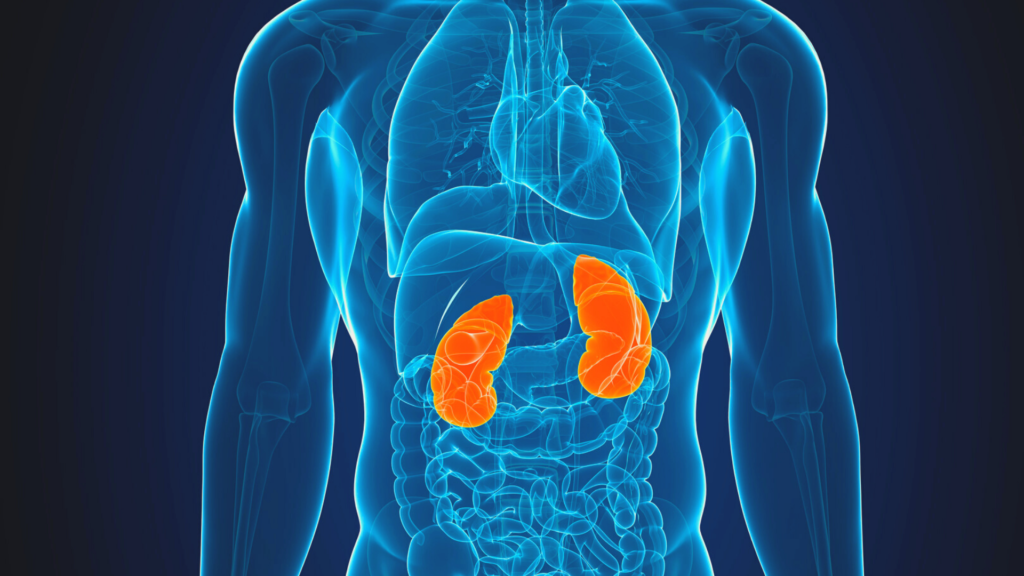 3D xray image of human torso with the kidney highlighted 