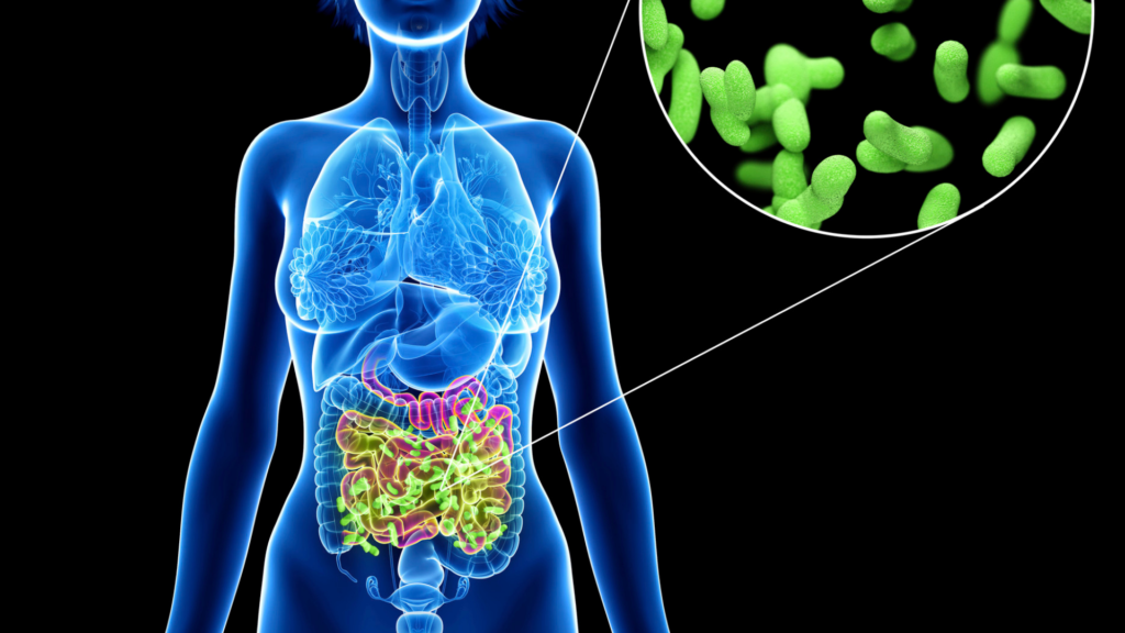 3D Xray image of a human's internal organ focusing on the gut