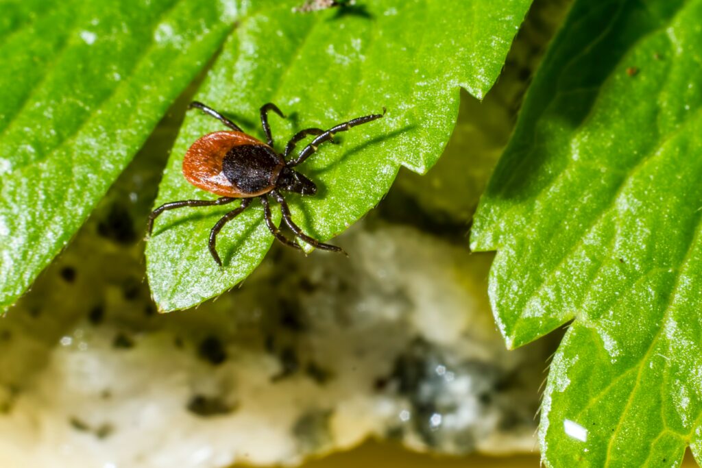 Red and black tick on a green leaf
